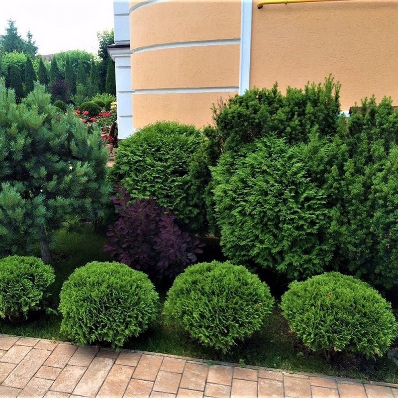Можжевельник самшит кизильник
