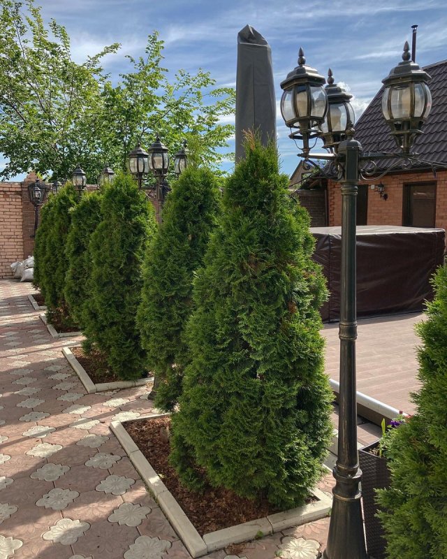 Туя Западная (Thuja occidentalis)