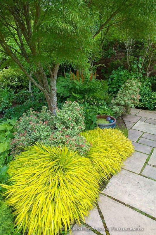 Hakonechloa Macra all Gold