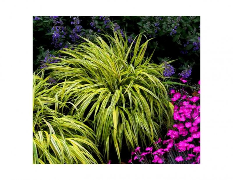 Хаконехлоа Hakonechloa Macra Mulled Wine