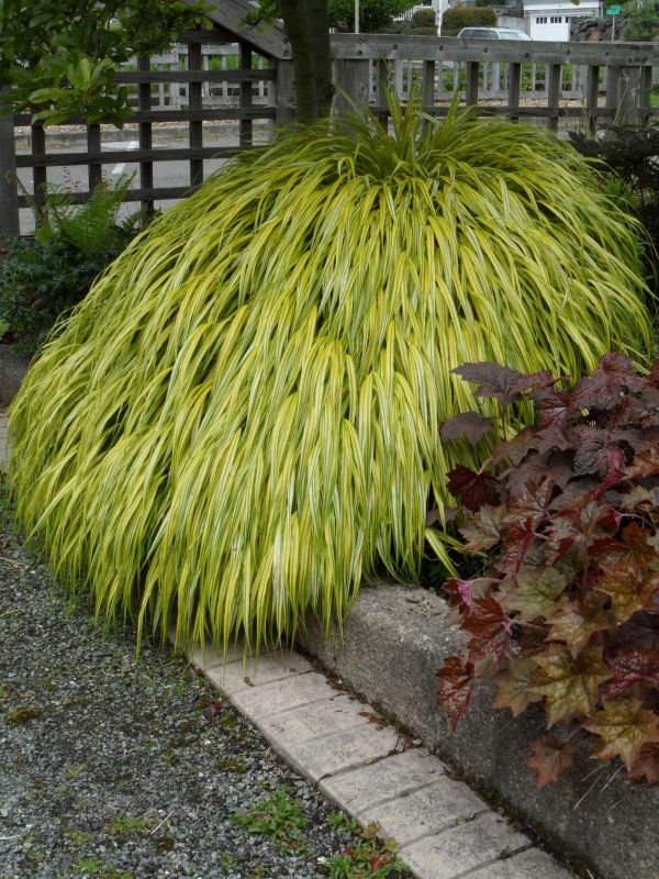 Хаконехлоа Hakonechloa Macra aureola