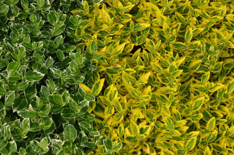 Euonymus fortunei (бересклет Форчуна) 'coloratus'