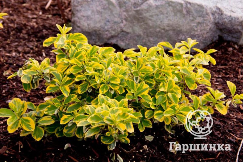 Пахизандра верхушечная Green Sheen