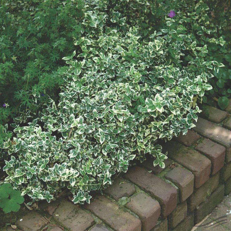 Бересклет Форчуна 'argenteo-variegata'