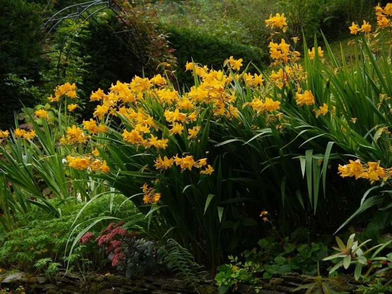 Crocosmia 'Amberglow'
