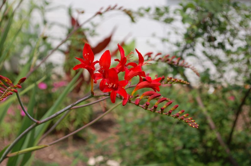Крокосмия (Crocosmia Limpopo) 8-10