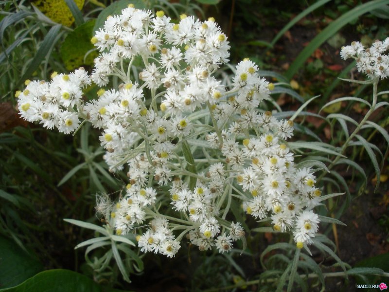 Анафалис жемчужный Anaphalis margaritacea