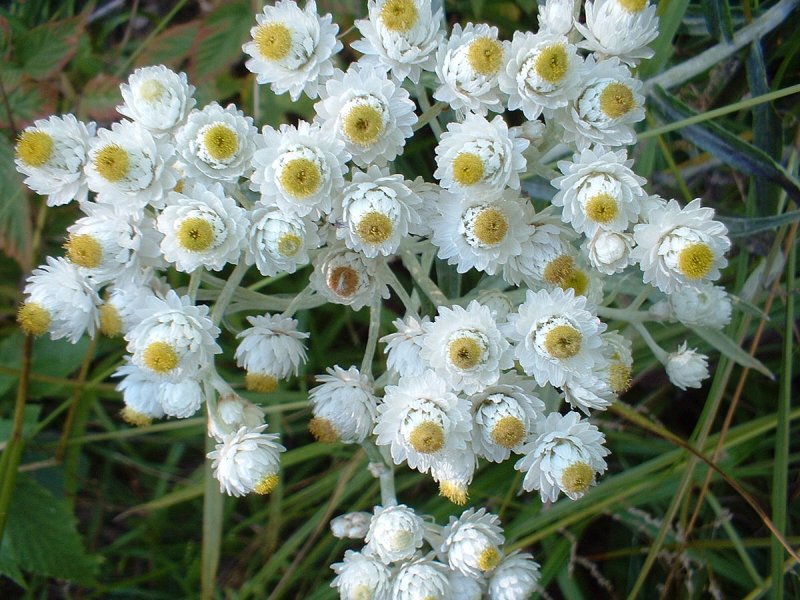 Анафалис жемчужный Anaphalis margaritacea