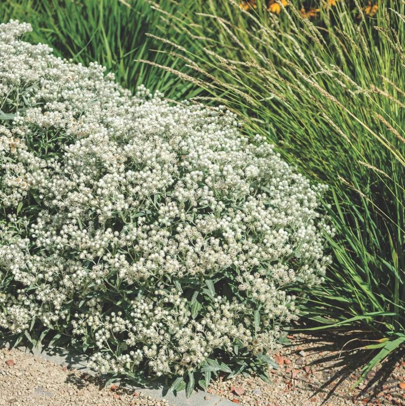 Анафалис жемчужный "Neuschnee" (Anaphalis margaritacea)