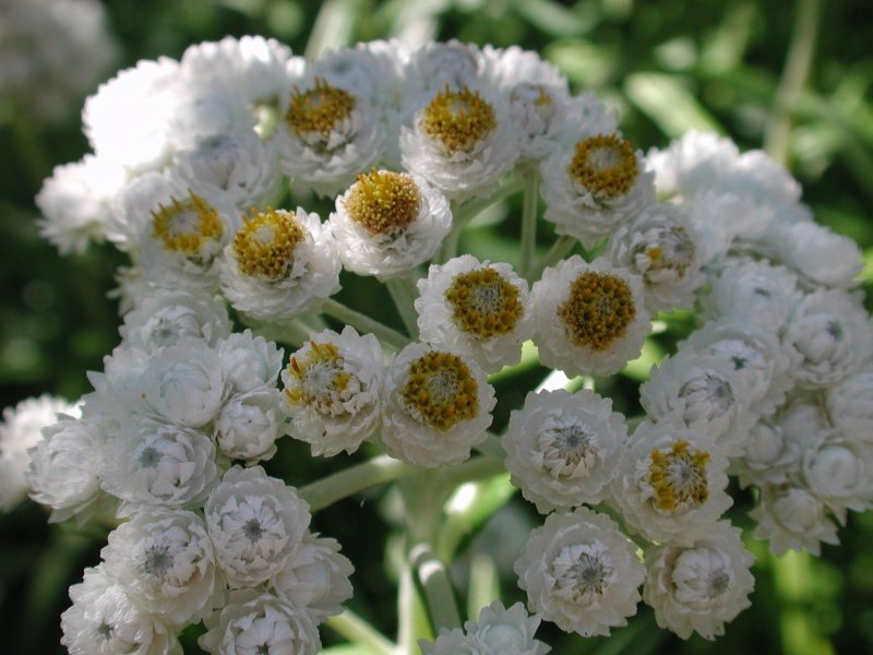 Анафалис жемчужный Anaphalis margaritacea