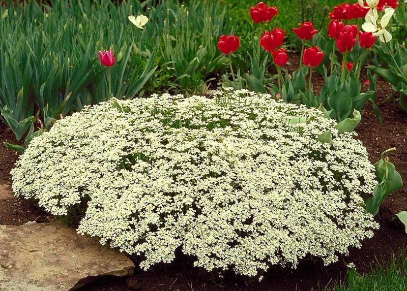 Иберис вечнозеленый little Gem