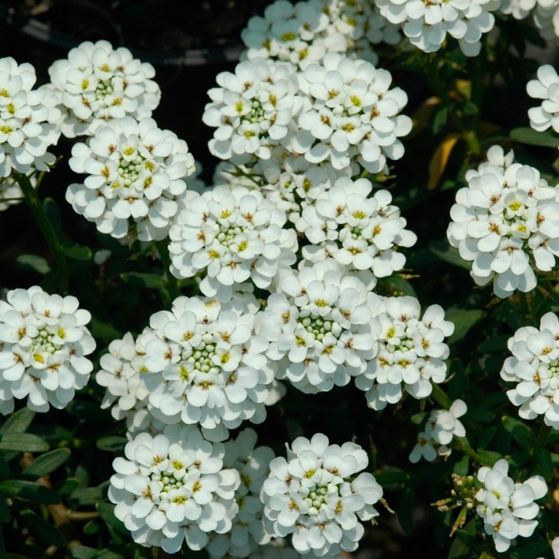 Иберис вечнозеленый — Iberis sempervirens