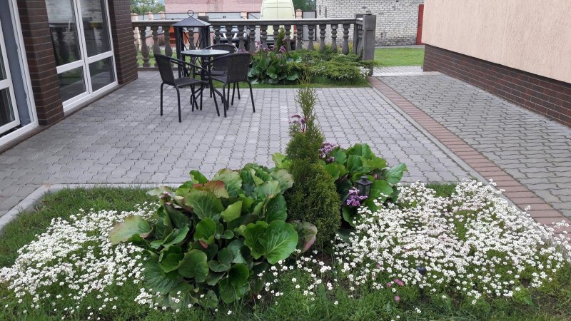 Иберис в ландшафтном дизайне