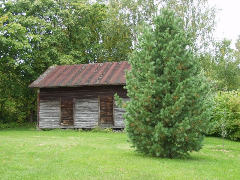 Pinus pumila Jeddeloh