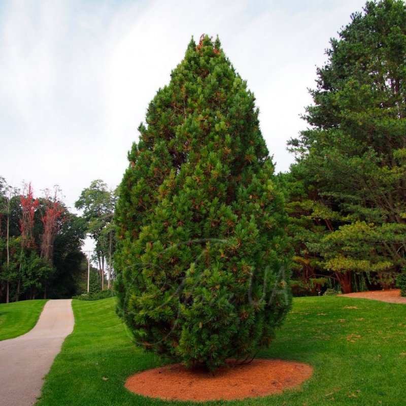Сосна Сибирская Кедровая Pinus Cembra