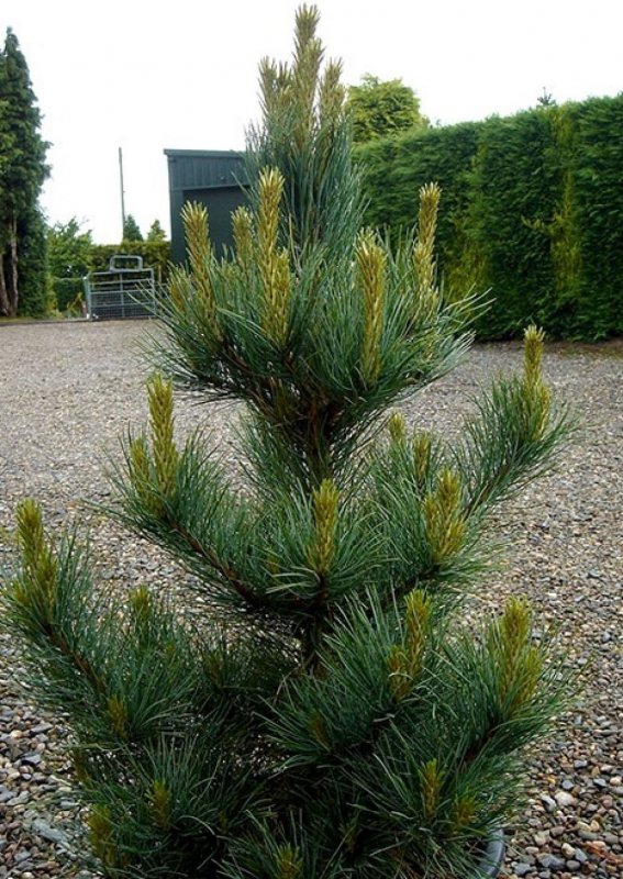 Сосна Кедровая columnaris