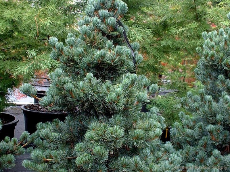 Pinus Cembra (сосна Кедровая европейская) 'compacta glauca'