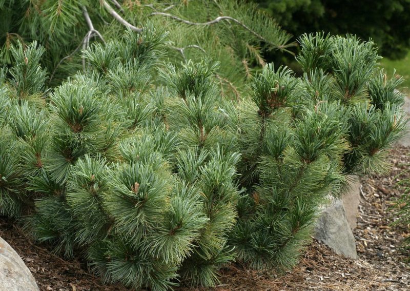 Кедровый стланик (Pinus pumila)