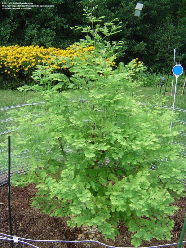 Metasequoia glyptostroboides Goldrush на штамбе