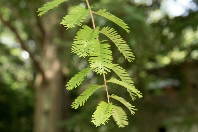 Metasequoia glyptostroboides