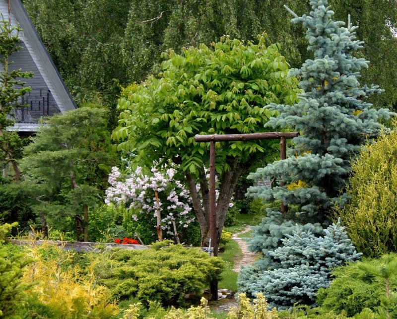 Метасеквойя глиптостробусовая Metasequoia glyptostroboides