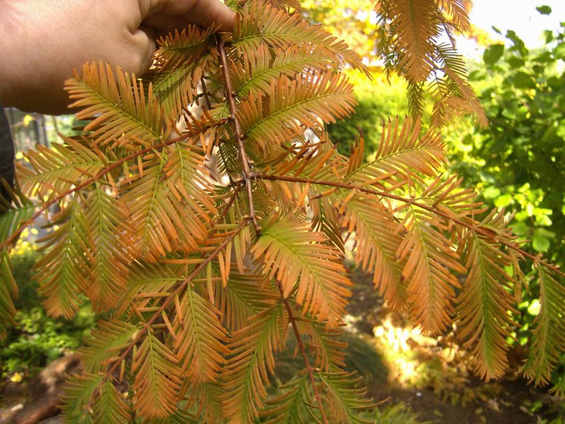 Род Метасеквойя (Metasequoia)