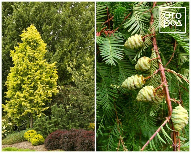 Лиственница европейская Пендула (Larix decidua pendula)