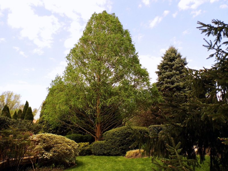 Dawn Redwood