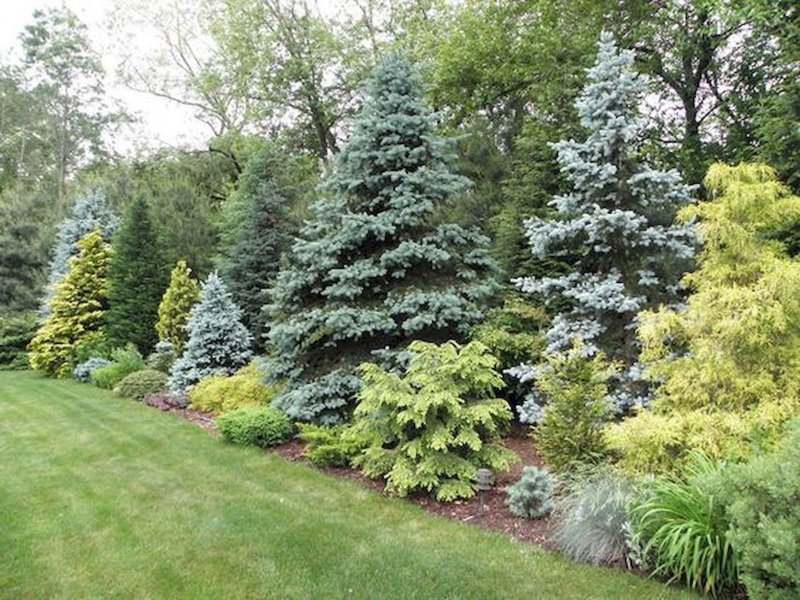 Metasequoia glyptostroboides 'Miss Grace'