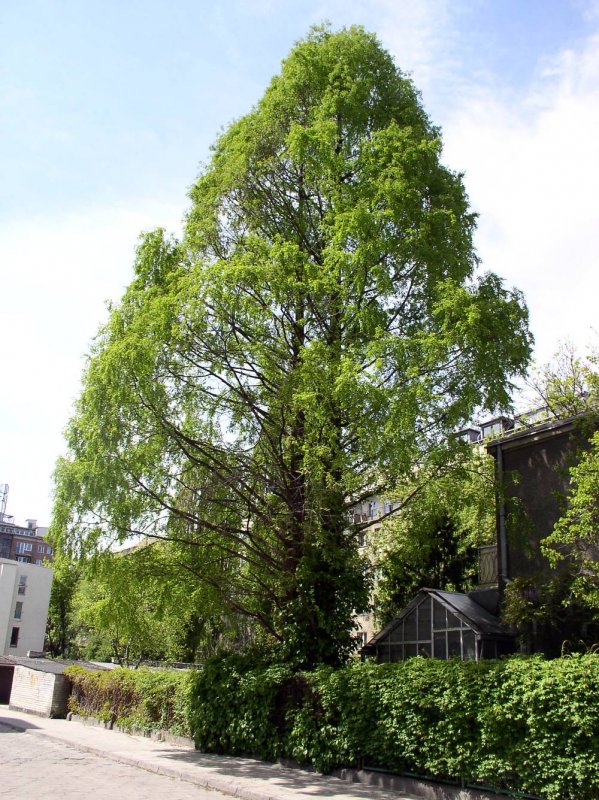 Метасеквойя глиптостробусовая Metasequoia glyptostroboides