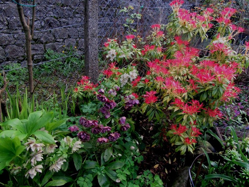 Pieris japonica 'debutante'