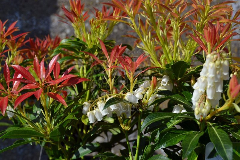 Pieris japonica 'Forest Flame'