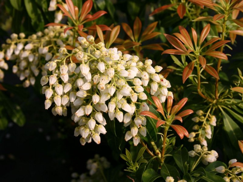 Пиерис японский Флэминг Сильвер Pieris japonica Flaming Silver