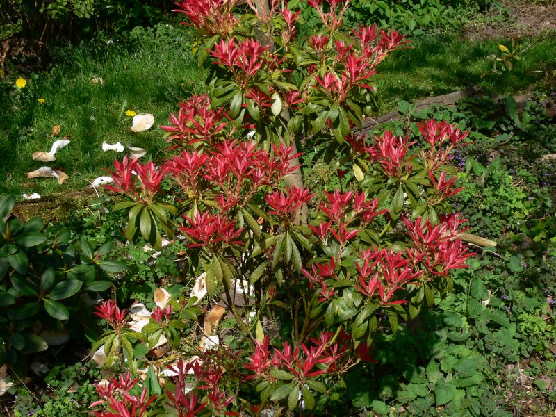 Пиерис (Pieris