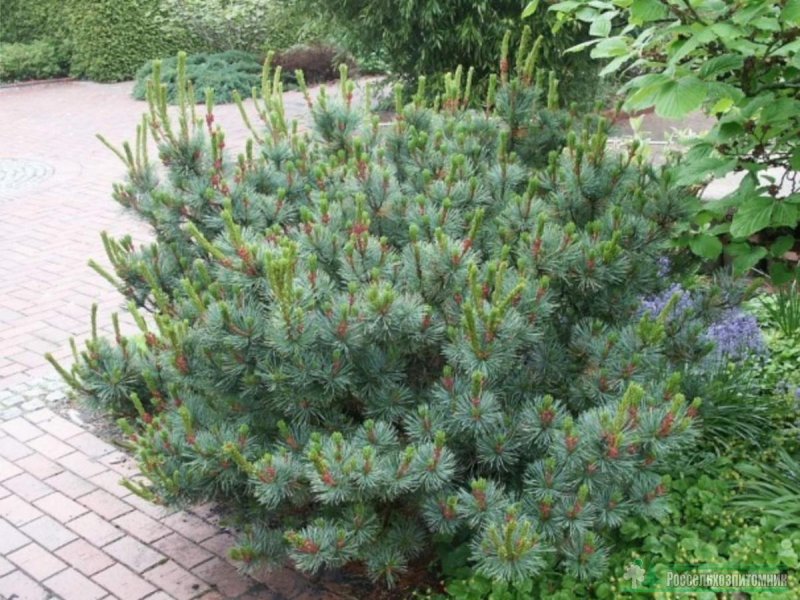 Сосна Кедровая стланиковая Pinus pumila