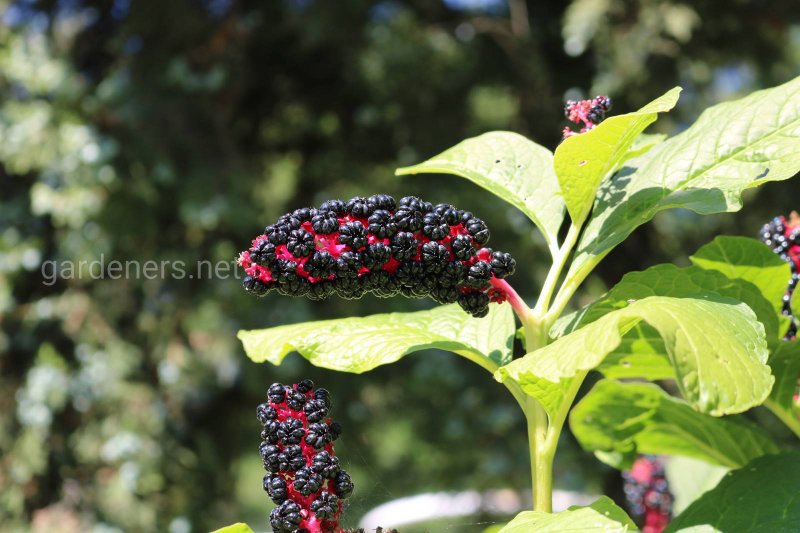Lakonos Berry medicinal properties and contraindications