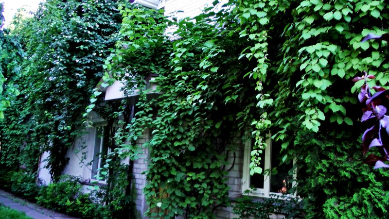 Актинидия плетущаяся