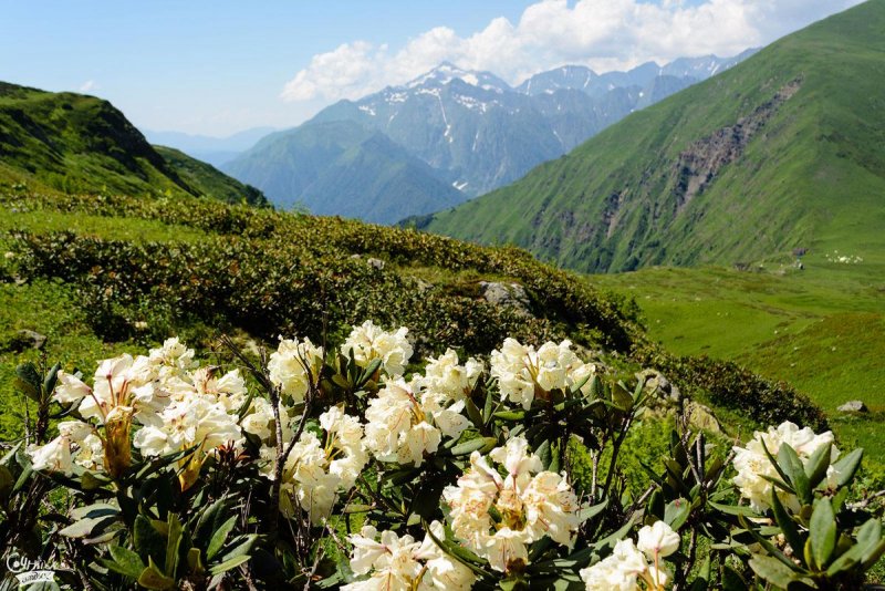 Альпийские Луга Сочи
