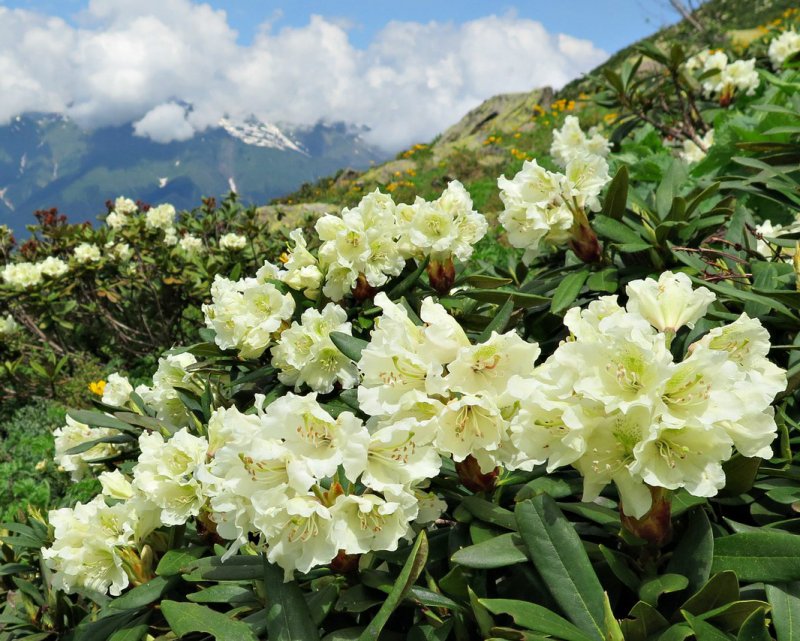 Рододендрон кавказский (Rhododendron caucasicum)