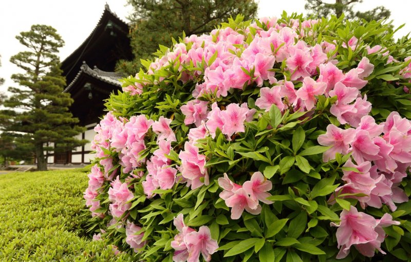 Азалия (рододендрон) (Azalea)