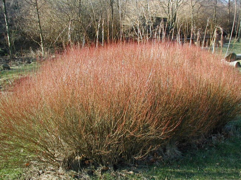 Ива пурпурная Salix purpurea