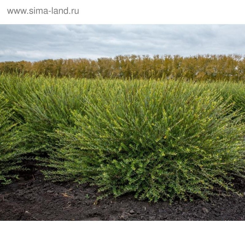 Ива пурпурная `Маяк` Salix purpurea `Majak`