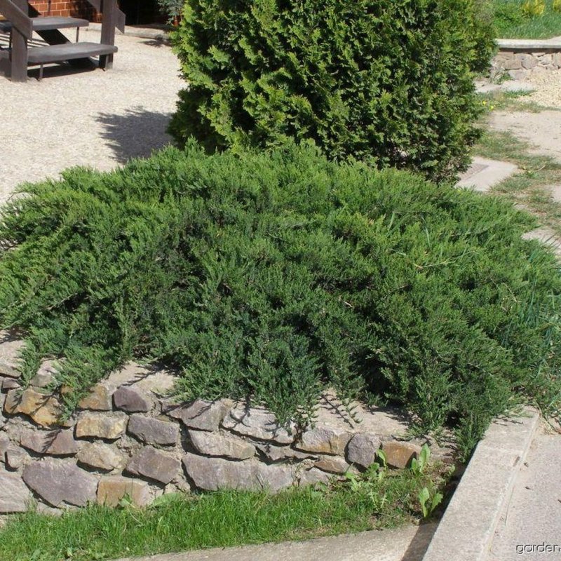 Можжевельник казацкий Juniperus Sabina “Tamariscifolia”