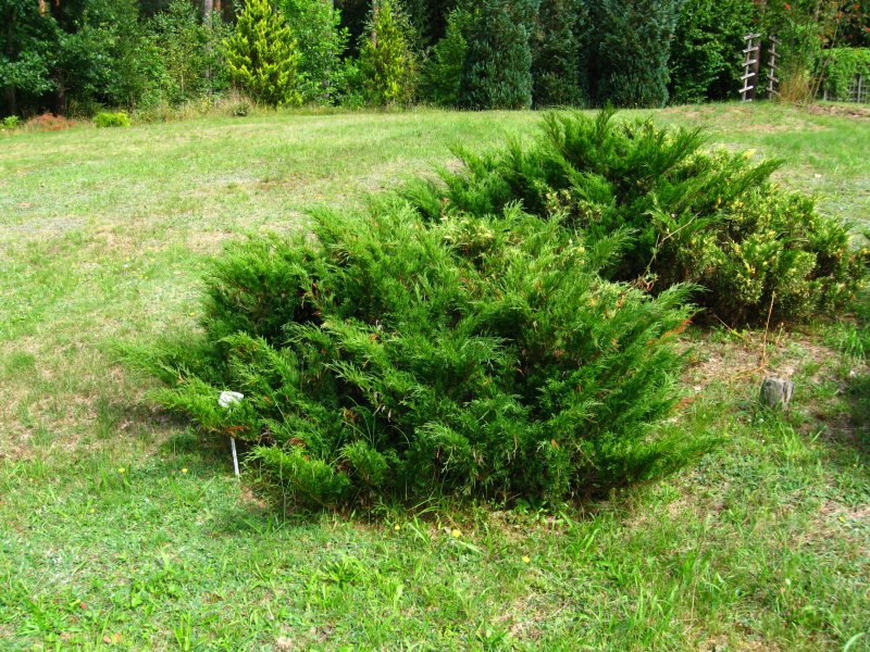 Можжевельник казацкий variegata