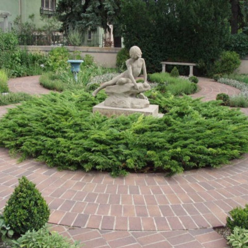 Можжевельник казацкий в ландшафтном дизайне