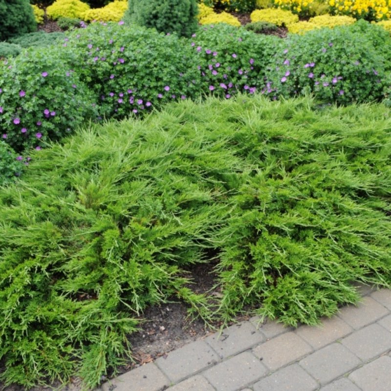 Juniperus Sabina mas