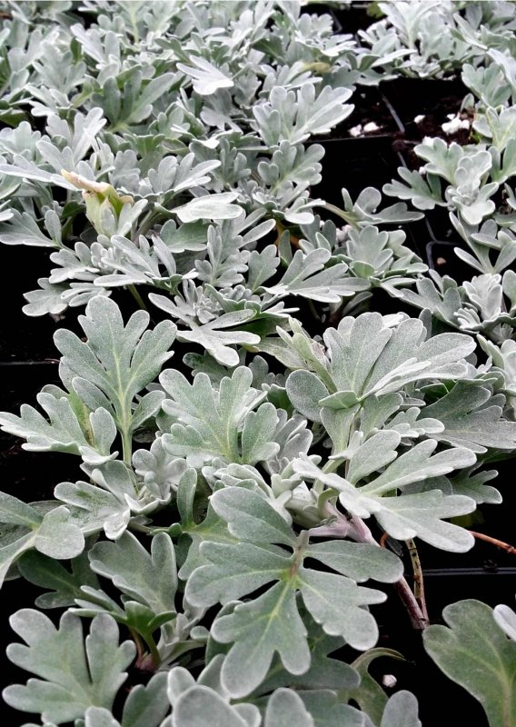 Полынь Стеллера Boughton Silver