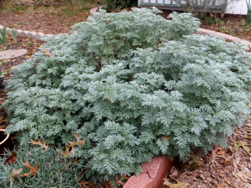 Полынь "Powis Castle" (Artemisia)