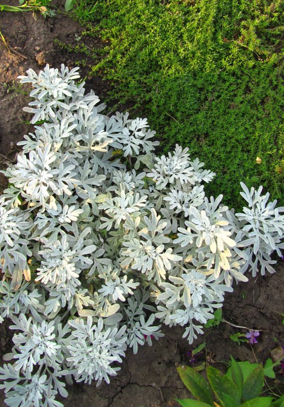 Полынь Стеллера (Artemisia stelleriana `Mori`s form`)