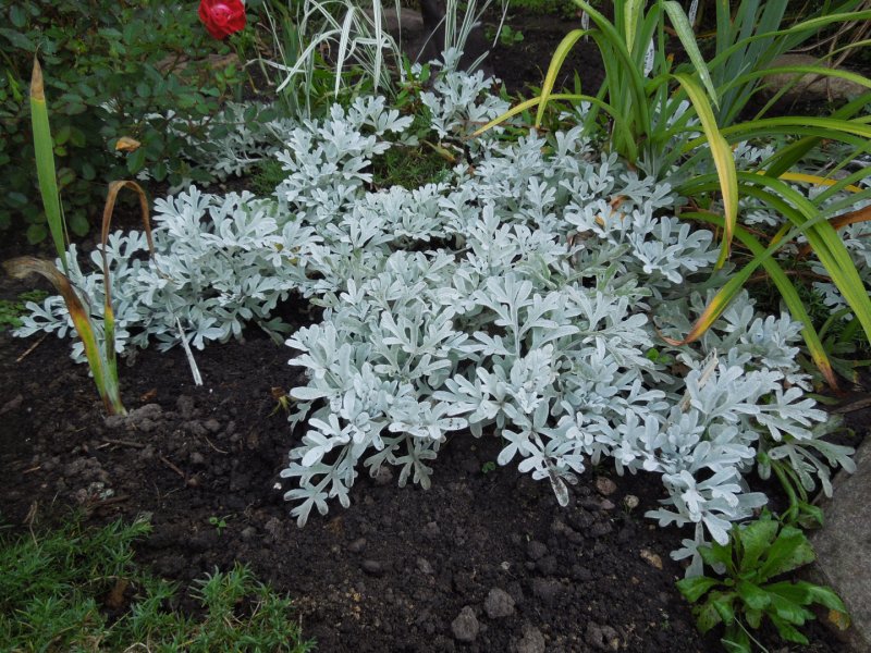 Полынь Стеллера (Artemisia stelleriana `Mori`s form`)